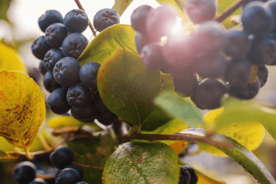 Aronia Beeren im Garten