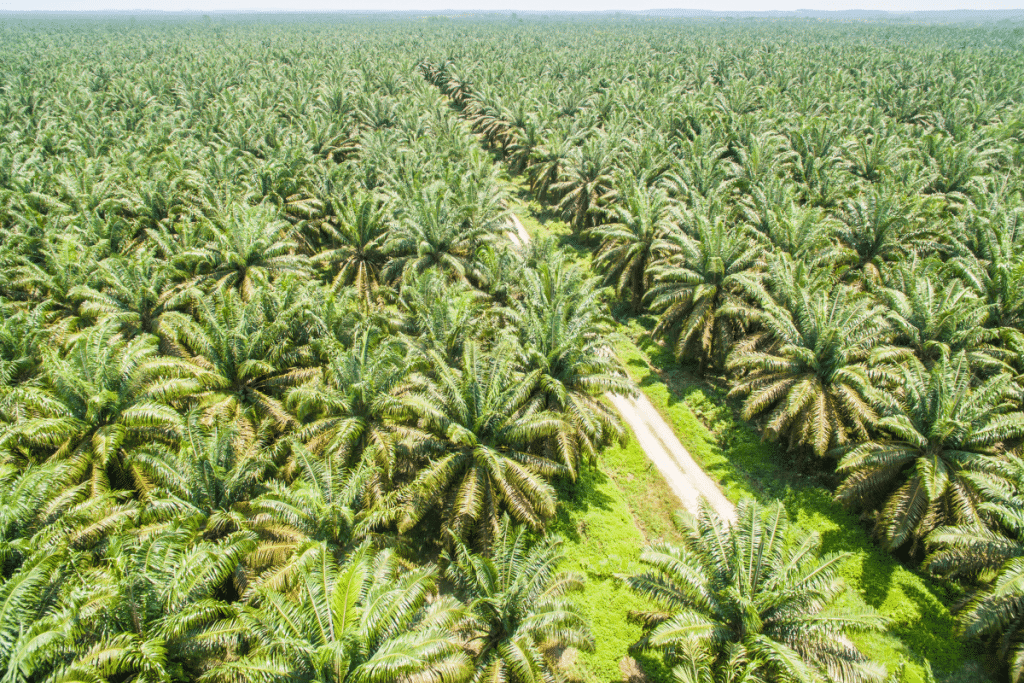 Ölpalmen Palmöl Plantage