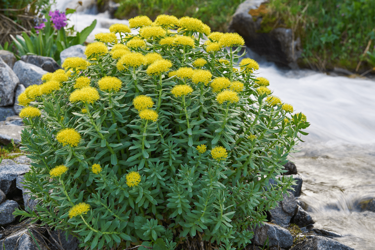 Adaptogene Pflanzen: Rosenwurz - Rhodiola