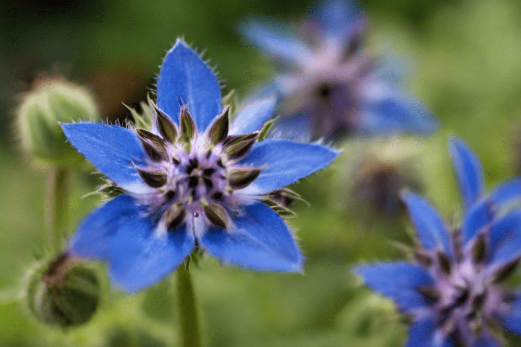 Borretsch in der Natur als Nahaufnahme