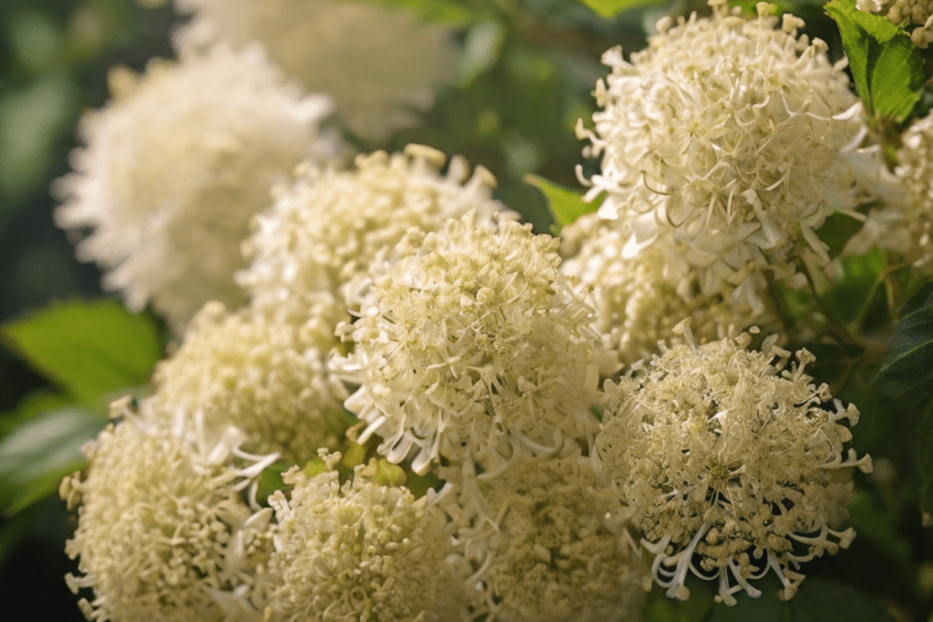 Holunderblüten in der Natur als Nahaufnahme