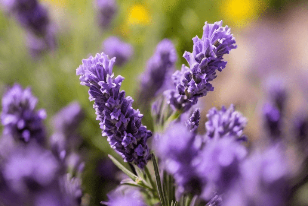 Lavendel  in der Natur als Nahaufnahme