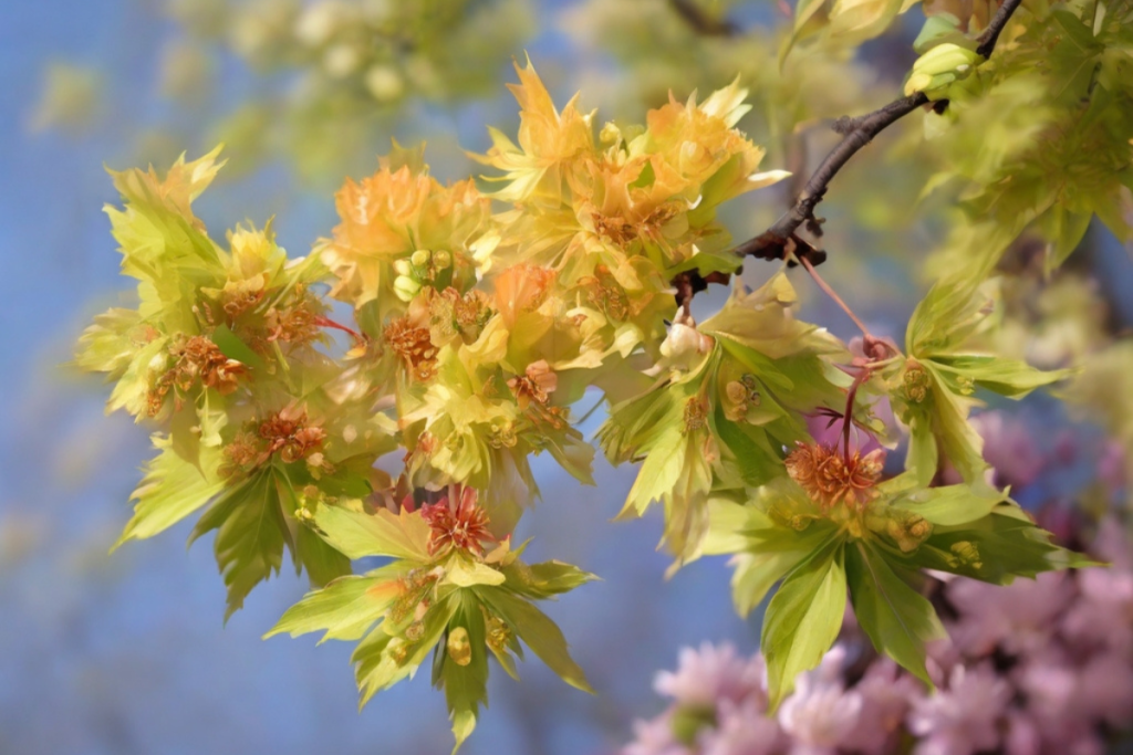 Ahorn Blüten am Baum im Frühjahr