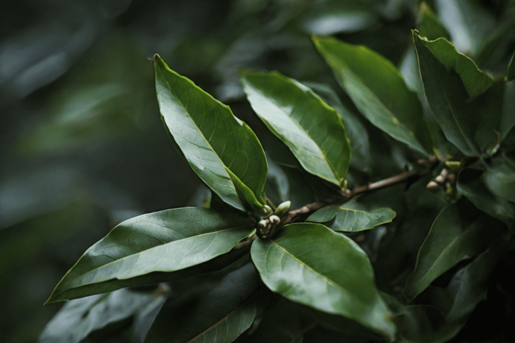 Lorbeerblätter in der Natur