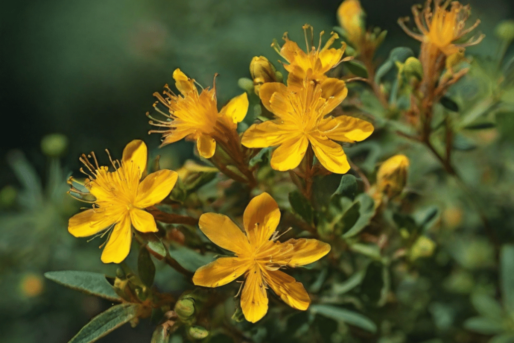 Johanniskraut mit Blüten in der Natur