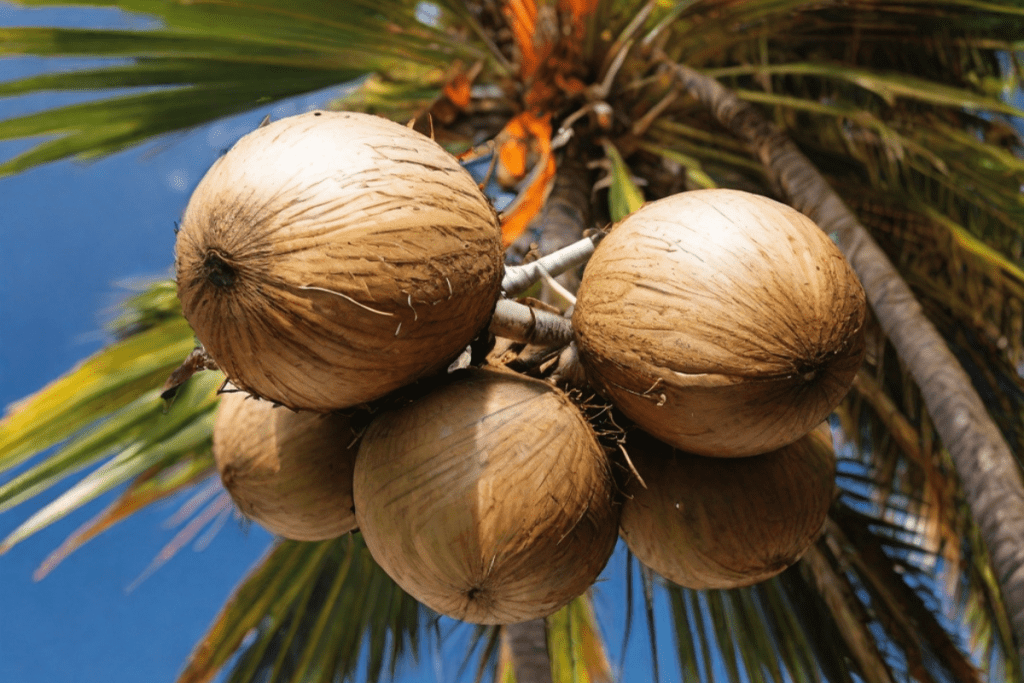 Coconut palm close-up