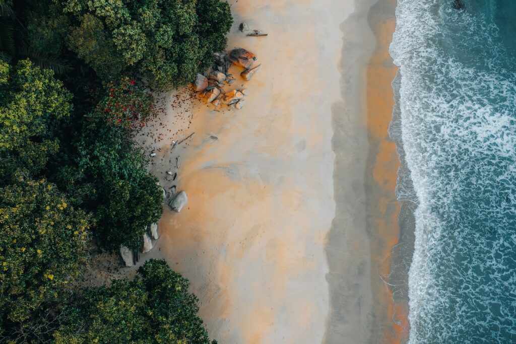 Trees and Seas