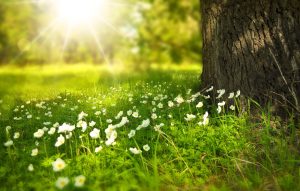flowers, meadow, flower background-276014.jpg