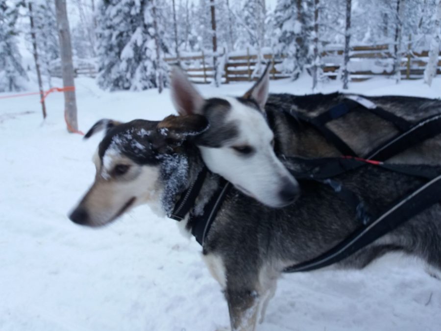 Husky safari
