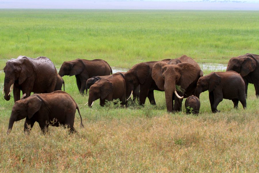 Tarangire national park