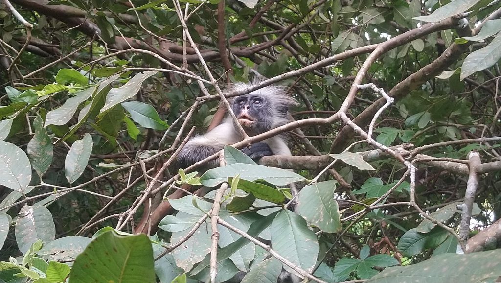 Red Columbus monkey