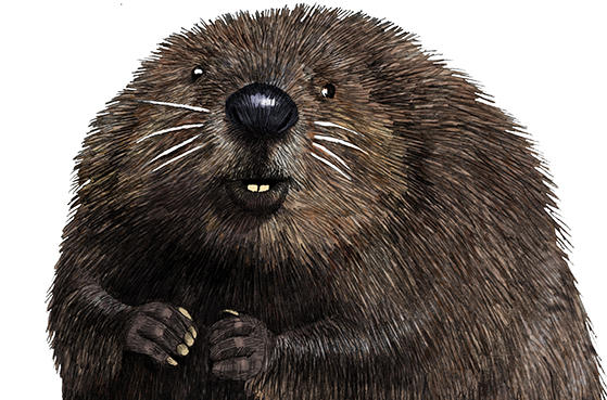 Beaver