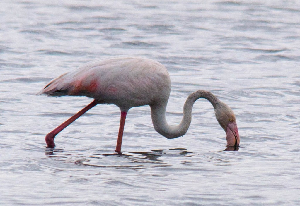 Större flamingo