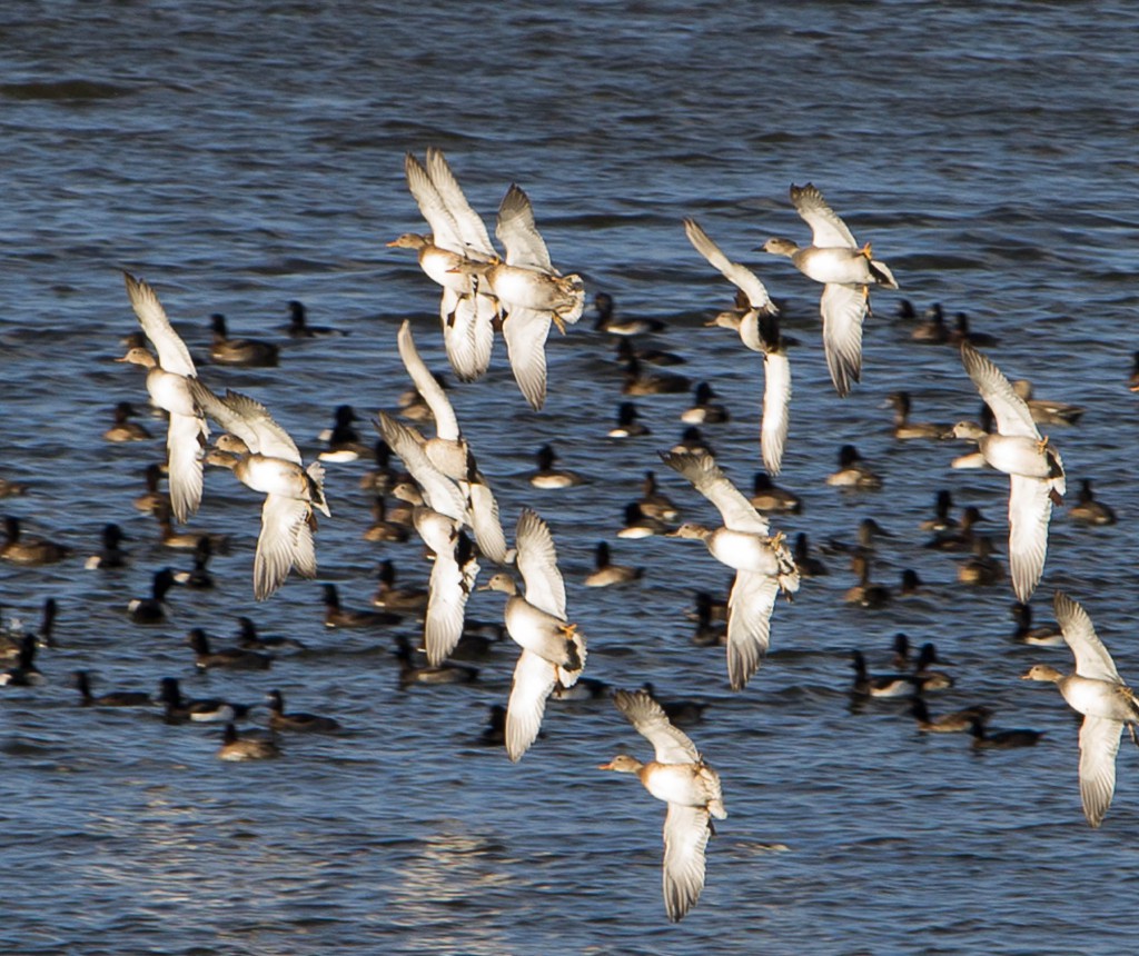 14112015-Landande snatteränder Silvåkratornet