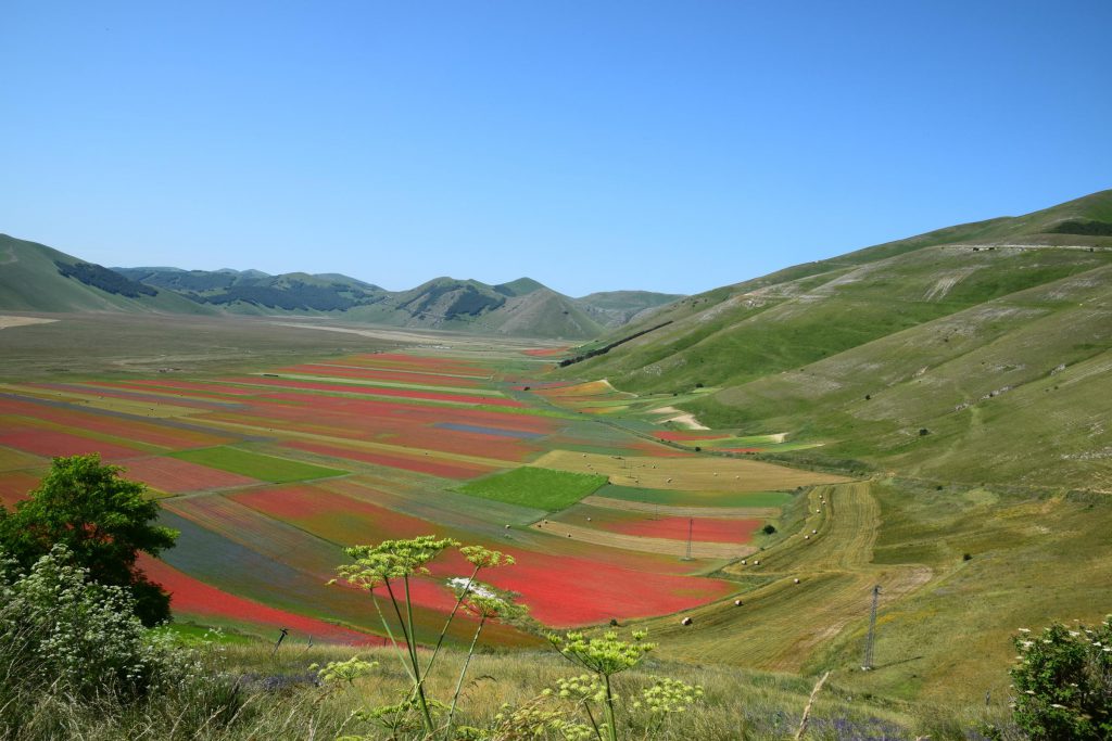 Fioritura Castelluccio di Norcia 4