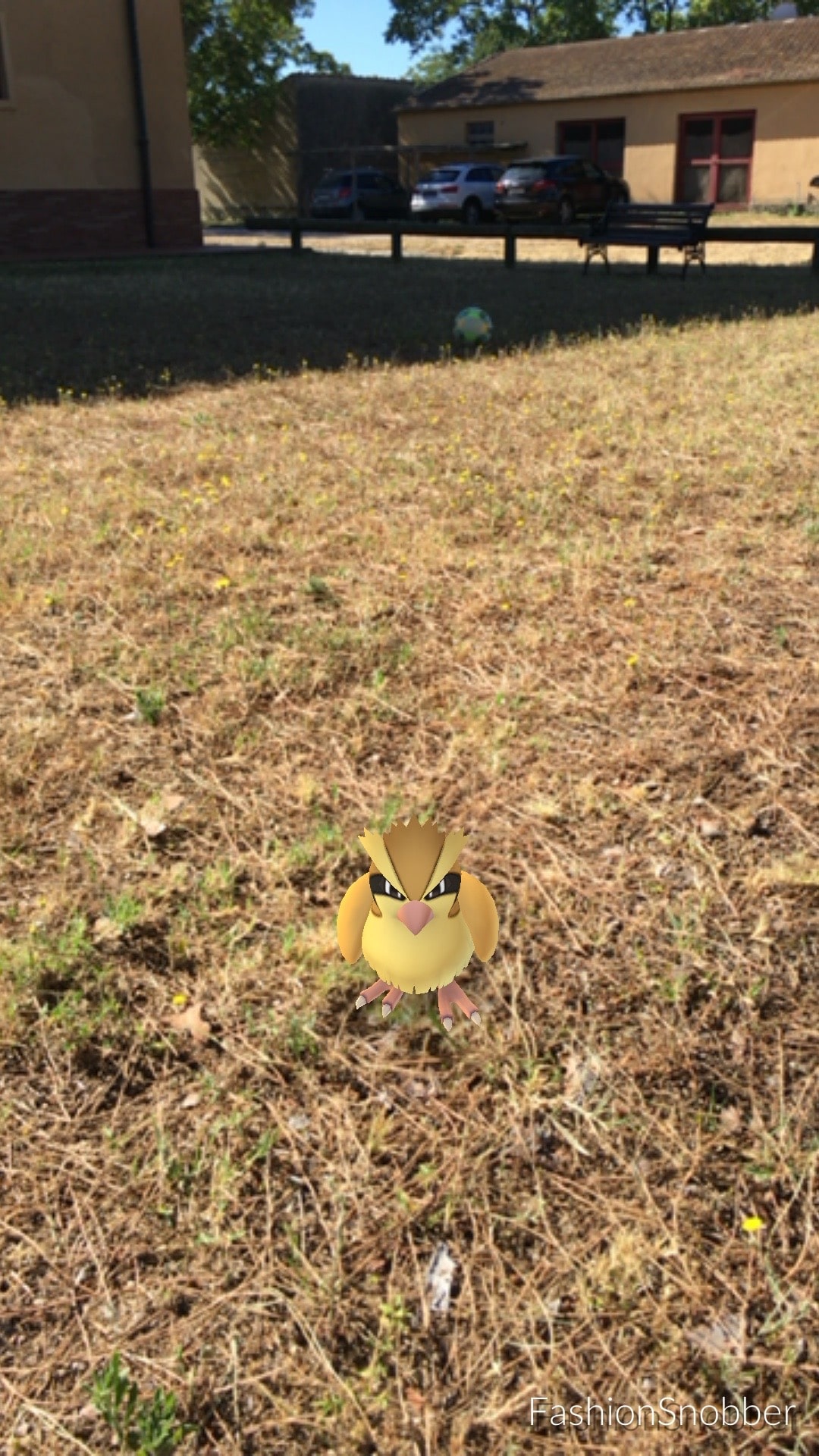 Pidgey Pok&eacute;mon Go.