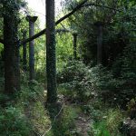 colonne in stile greco a consonno