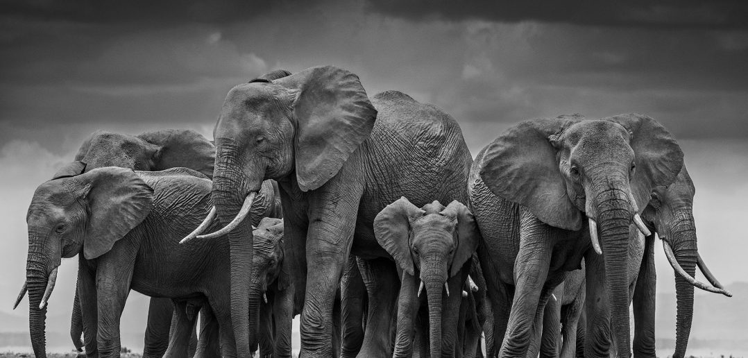 Elefanti, David Yarrow