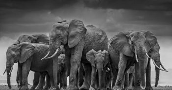 Elefanti, David Yarrow