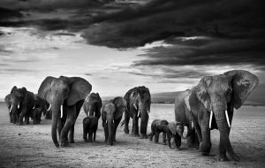 Elefanti, David Yarrow
