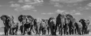 Elefanti, David Yarrow