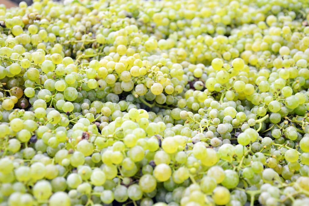 Raccolta delle uve nella stagione della vendemmia