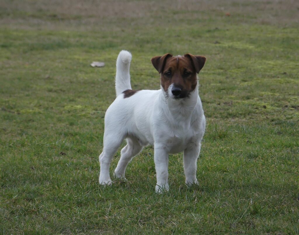 Jack Russell Terrier – GLENRISKA KENNEL