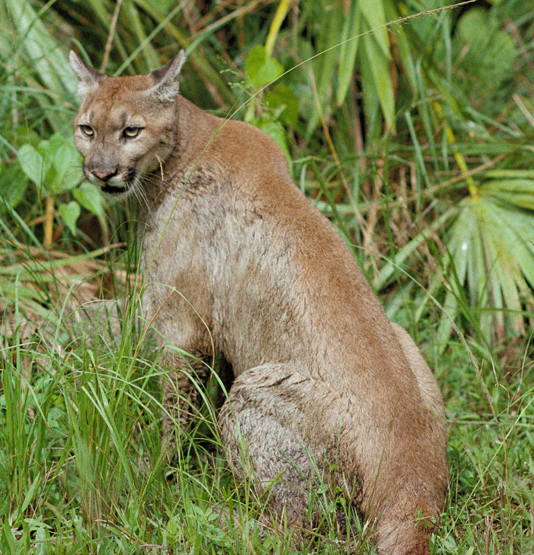 Ge PUMA en känga!