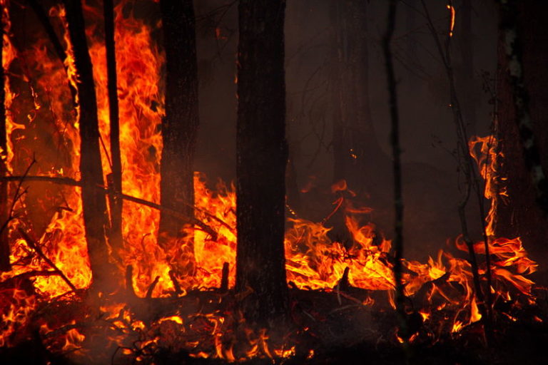 Skogsbränderna: En katastrof som beror på kapitalism och klimatförändringar? Och vad tycker Biden och Trump?