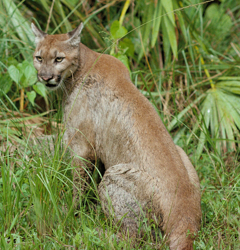 Håll avstånd till PUMA!