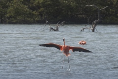 Bonaire_flamingo-1