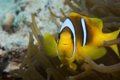 Clown-fish_Red-sea