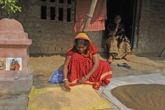 En pige soreterer de tørrede ris, udenfor sit hus i landsbyen Natarganj i Indien