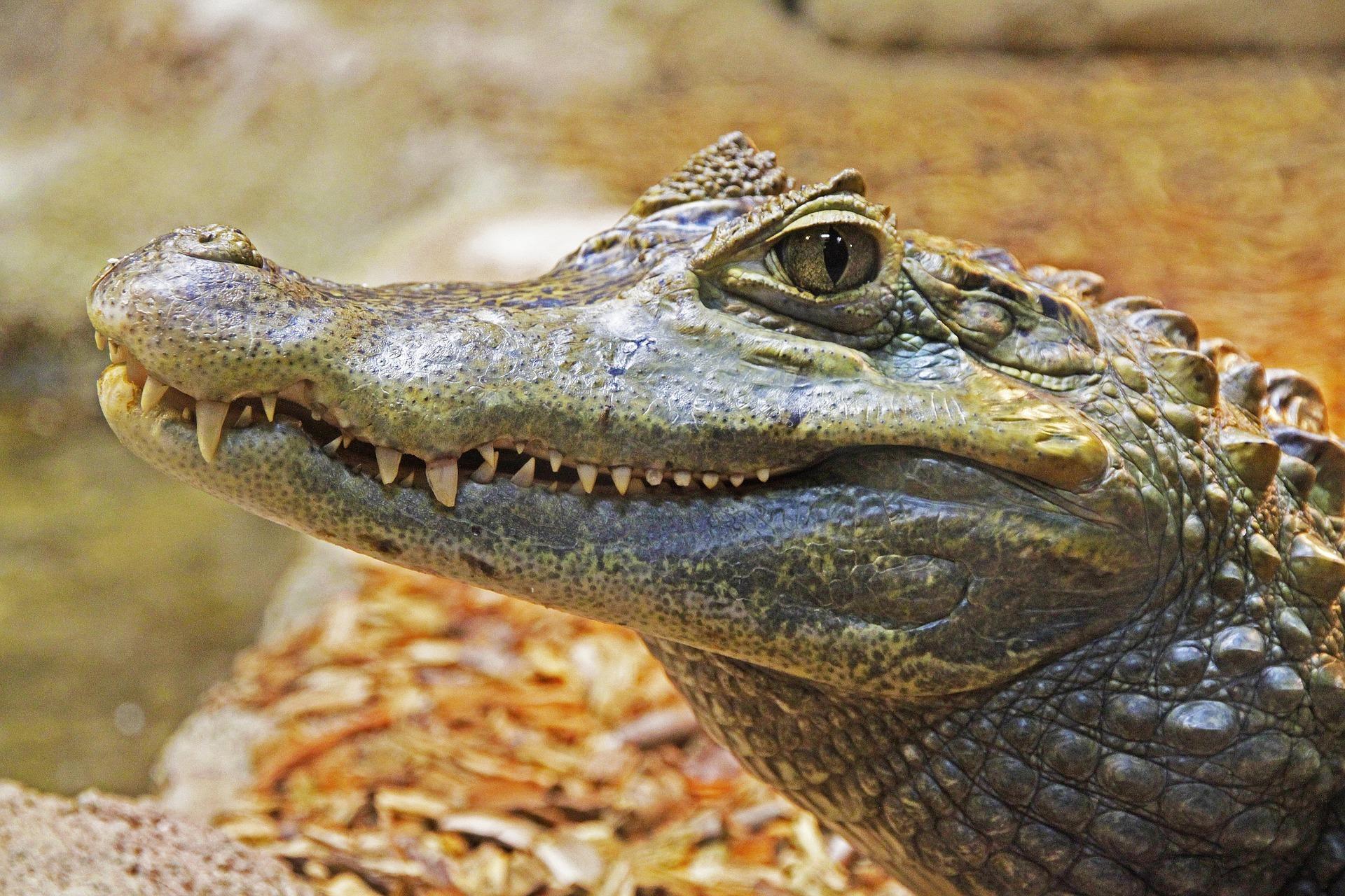 5 exciting and memorable things to do in Everglades National Park