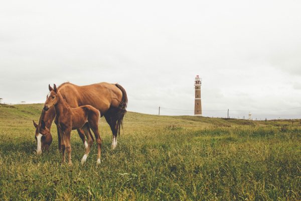 Rejser til Cabo Polonio