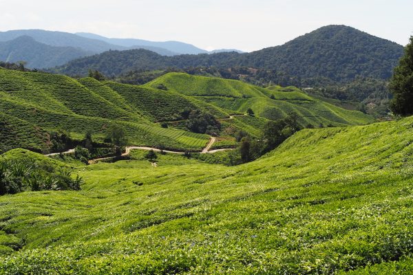 Rejser til Cameron Highlands