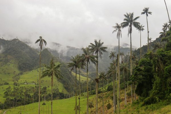 Rejser til Cocora-dalen