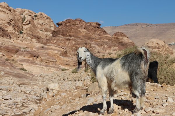 Rejser til Dana Nature Reserve