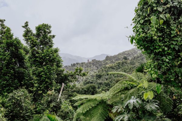 Rejser til El Yunque Rainforest