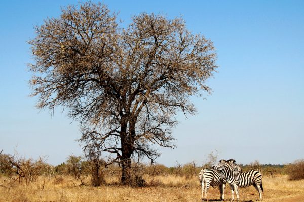 Rejser til Kruger National Park