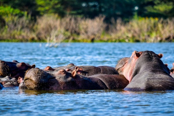 Rejser til Lake Victoria