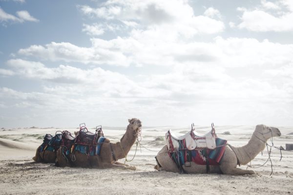 Rejser til Lamu Archipelago