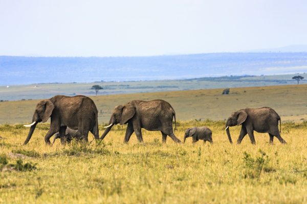 Rejser til Maasai Mara