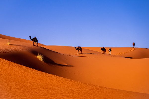 Rejser til Merzouga