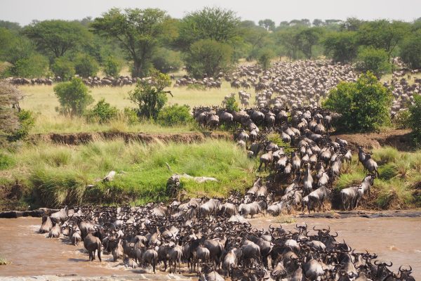 Rejser til Serengeti