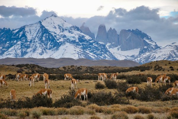 Rejser til Torres del Paine