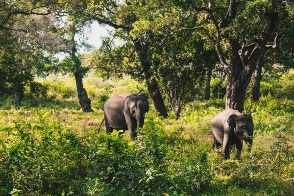 Rejser til Yala National Park