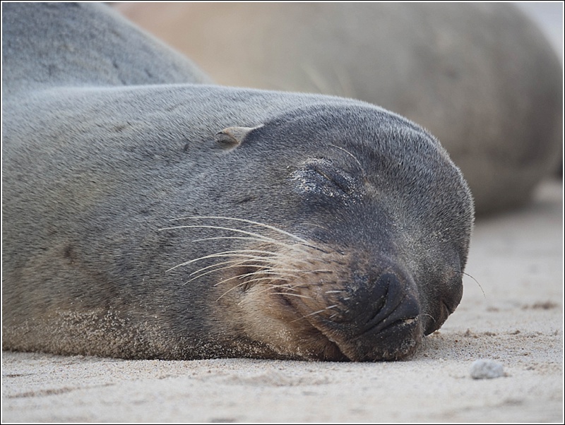 Over og under vann på Galapagos