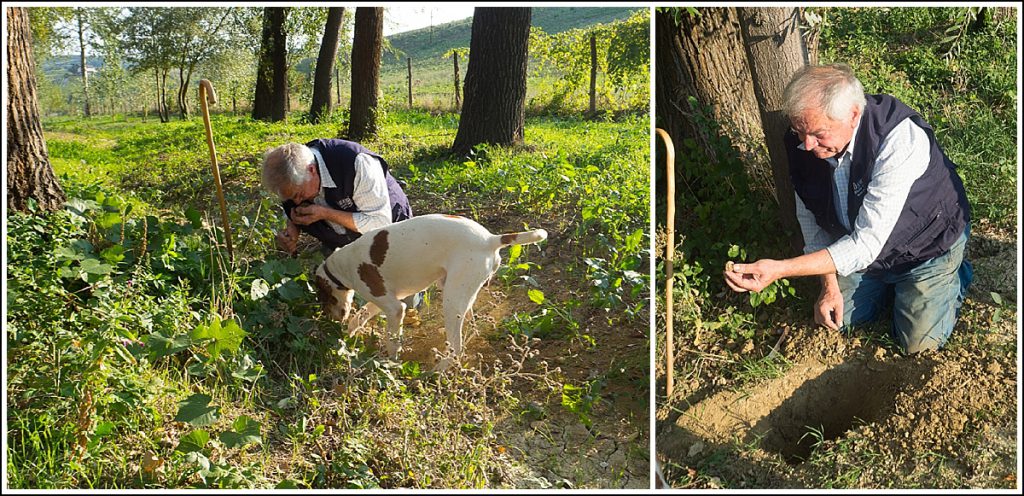 Trøffeljakt i Piemonte