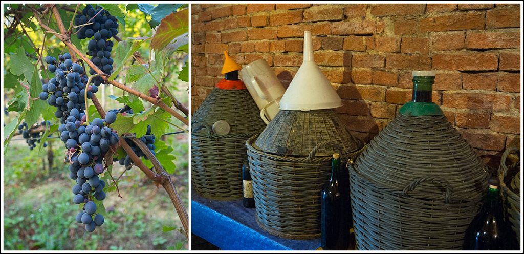 Vinsmaking i Piemonte